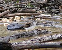 Solitary Sandpiper 041407 